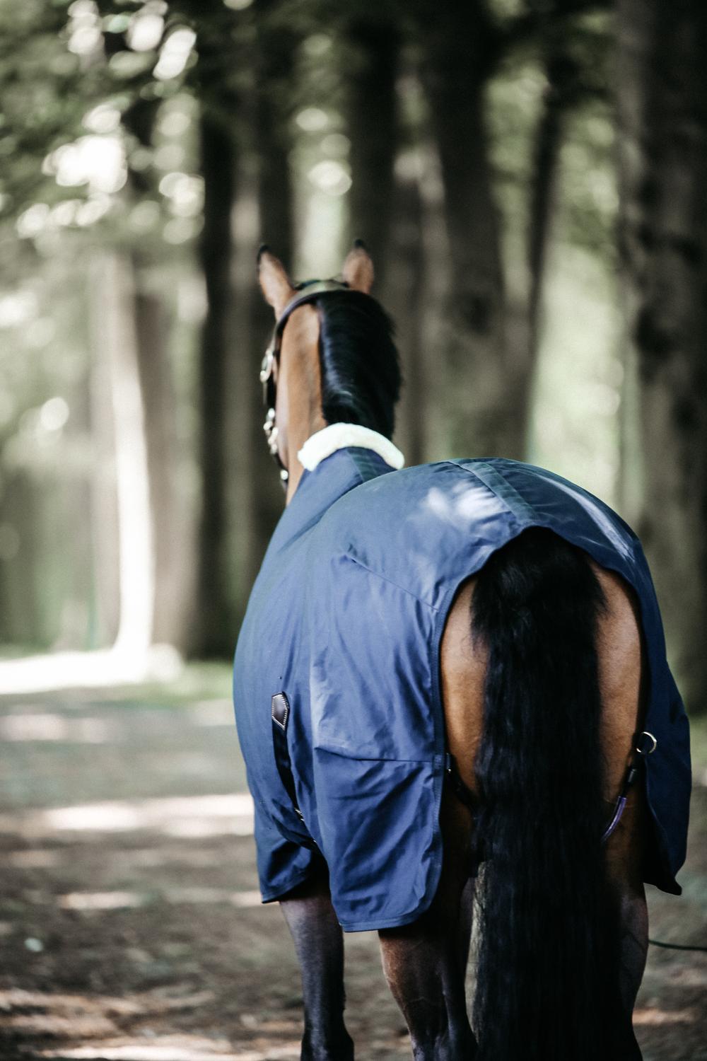 Canvas Sheet vs. Cotton Sheet: Which Kentucky Rug Does Your Horse Actually Need?